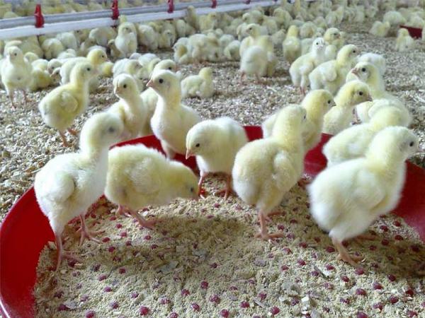 جوجه مرغ گوشتی چگونه تولید می شود - سپید طیور